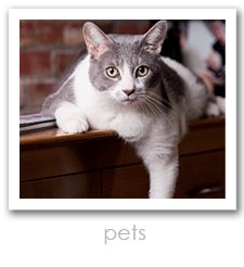 Benjamin Trevor Photography - Pets